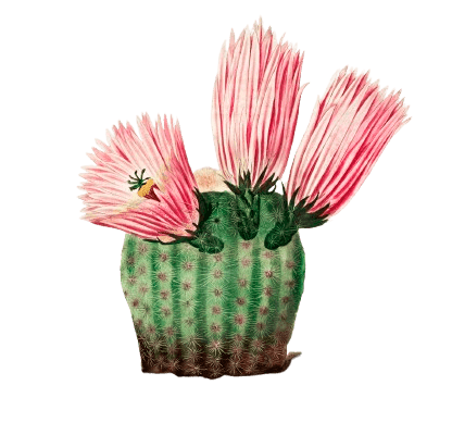 Illustration of a cactus with pink flowers representing approachability and a welcoming environment