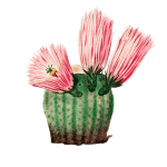 Illustration of a cactus with pink flowers representing strategic and authoritative growth.